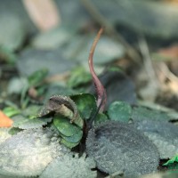 <i>Cryptocoryne thwaitesii</i>  Schott